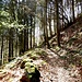 Der schöne, schmale Wanderweg führt vom Dreikantstein direkt hinauf ...