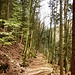 Wir verließen Burg Erfenstein, und folgten dem schönen Weglein, das uns nun hinunter ins Erfensteiner Tal führte.