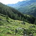Terminati i boschi si attraversano le praterie alpine, verso il Cingino.