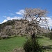 Ein schöner Kirschbaum vor dem Hochtrötsch...