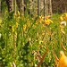 Weinbergtulpen
