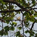 Berglaubsänger (weiss ich aber auch nur, weil er sang)