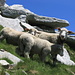 Die Schafe rund um den Gipfel des Poncione Piancascia sind sehr scheu