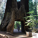 Yosemite