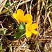 Golden leuchtende Sumpfdotterblumen als Abschiedsgeschenk