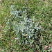<b>Fra le erbe spicca l'Assenzio selvatico o Artemisia comune (Artemisia vulgaris), pianta medicinale con le foglie che emanano un odore intenso. </b>