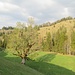 Schöner Bergahorn an der Königsalm.
