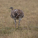Nandu