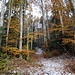der lauschige Gang durch den bereits leicht winterlichen Herbstwald ...