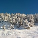 Verschneite Tannen am NW-Grat zum Laucherenstöckli