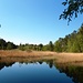 Am herrlich naturbelassenen Entenweiher.