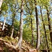 Ein herrlicher, schmaler Pfad führt den Berg hinauf. 