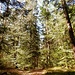 Wieder geht's durch herrlichen Wald.