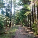 Herrlicher Wald wieder.