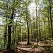 An einer Y-Kreuzung wählen wir dann den linken Weg. Hier gilt es, achtzugeben: Etwa 300 Meter nach der Y-Kreuzung führt links ein unmarkierter, anfangs schlecht zu erkennender Pfad (der "Saupfad") hinunter ins Tal. Den nehmen wir.