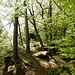 Hinter dem Großen Felsen führen gute, aber unmarkierte Wege nun über den Vorderen Wolfschachen. Ein schöner Pfad...