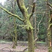 Typisch erzgebirgischer Geisterbaum - vom rauen Klima gezeichnete Buche