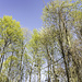 Herrliche Lüster in den Baumkronen. Viele Bäume im Auwald sind auch von einer Art Liane überwuchert (rechts).