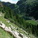Pecore tra cui farsi largo per scendere al Lago Lagorai.