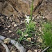 Anthericum liliago L.<br />Asparagaceae<br /><br />Lilioasfodelo maggiore<br />Anthéric à fleur de lys<br />Astlose Grasslilie 