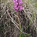 Orchis mascula (L.) L. subsp. mascula<br />Orchidaceae<br /><br />Orchide maschia<br />Orchis male<br />Männliches Knabenkraut