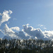 Ente mit Nachwuchs - Wolken