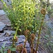 felci arricciate