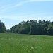 Wiesen westlich von Nymphenburg