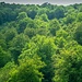 Wald, besonders rechts der Bildmitte