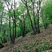 Bosco a castagno ceduo.