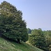 Rigogliosa vegetazione arborea ad Alpone 1200 mt.