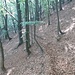 Faggeta bellissima in direzione Masso delle Croci.
