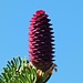 Fichtenblüte