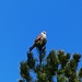 ein eitler Falke setzt sich in Pose