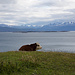 Eine Kuhherde beim Beagle Channel. Im Hintergrund sieht man Chile.