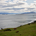 Eine Kuhherde beim Beagle Channel. Im Hintergrund sieht man Chile.<br />