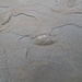 Nella spiaggia fossile si trovano impronte di bivalvi.