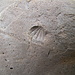 Impronta di conchiglia nella spiaggia fossile (250-240 milioni di anni fa).