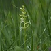 Waldhyazinthe