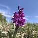 leuchtende Orchis auf Rötiweid
