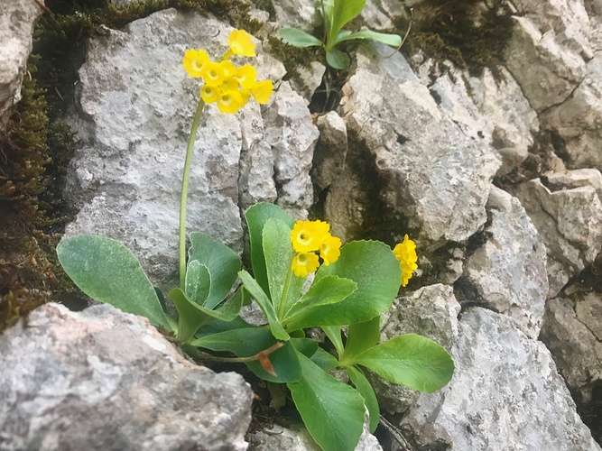 und weitere an der Felswand - Fotos [hikr.org]