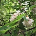 Robinia pseudoacacia L.<br />Fabaceae<br /><br />Robinia<br />Robinier<br />Robinie, Falsche Akazie