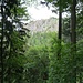 Auf dem Rückweg sieht man noch einmal die hohe Felswand des Lautenfelsens von unten.