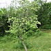 Sorbus aria (L.) Crantz<br />Rosaceae<br /><br />Sorbo montano, Farinello, Chiavardello<br />Alisier blanc, Alouchier, Allier<br />Echter Mehlbeerbaum