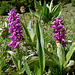 Zuerst gilt es eine Wiese voller Orchideen zu durchschreiten.