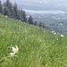 Monte Bolettone : Flora