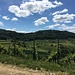 Muttenzer Rebberg