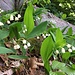 Maieriesli (Convallaria majalis)<br /><br />Mir gefällt eigentlich "Lily of the valley" am besten, obwohl es sich nicht um ein Lilien- sondern um ein hochgiftiges Spargelgewächs handelt.<br />