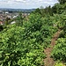 Trampelpfad durch die Westflanke