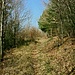 Im Waldgebiet des Hinder Worbberg gibt es zahlreiche kaum frequentierte Pfade. (25.03.2020)